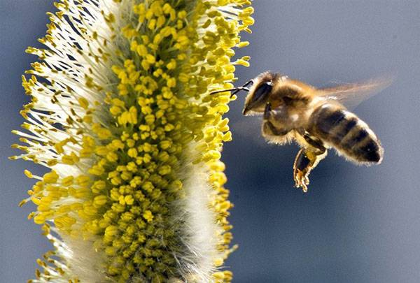 Медоносные растения средней полосы – обзор и рекомендации пчеловодам