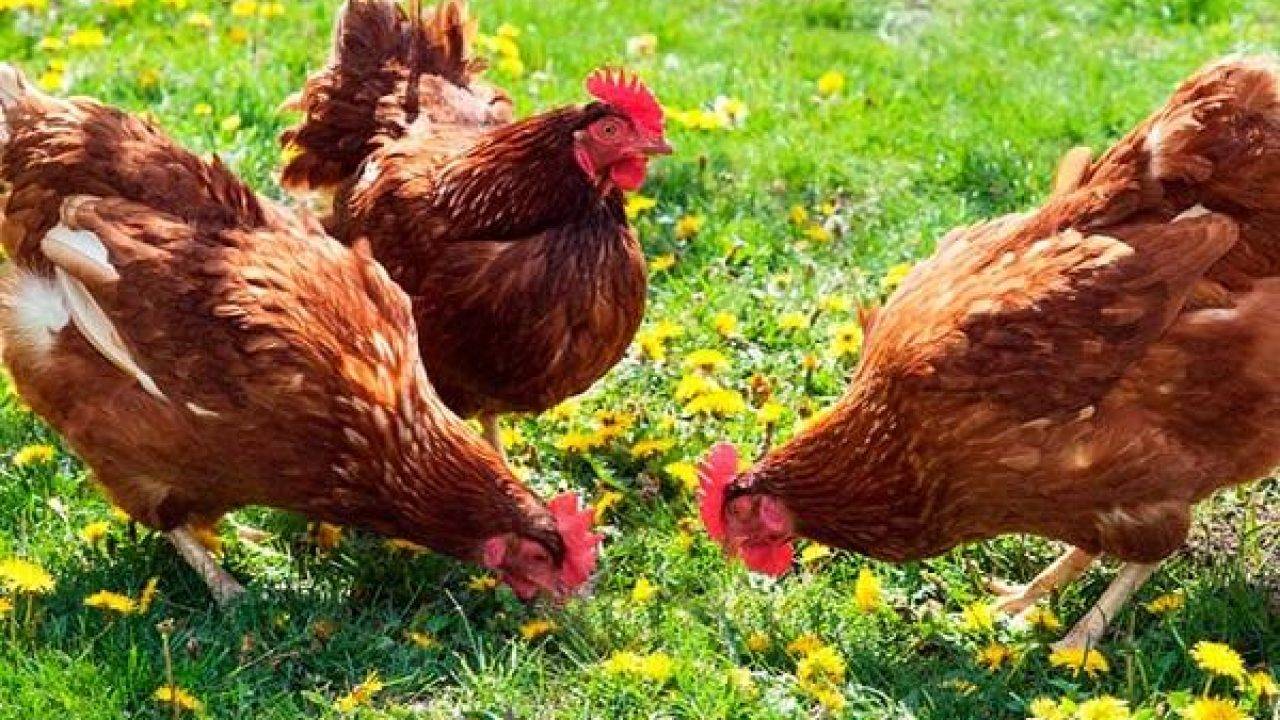 Чем нужно кормить кур для хорошей яйценоскости?