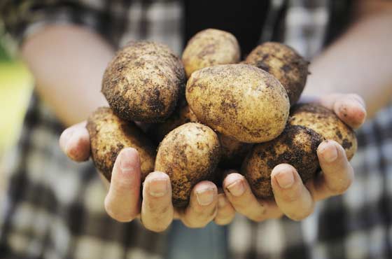 Как и когда сажать картофель в открытый грунт