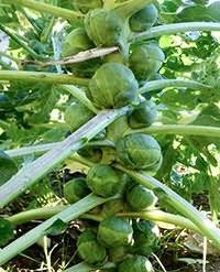 Лучшие сорта брюссельской капусты и особенности их выращивания