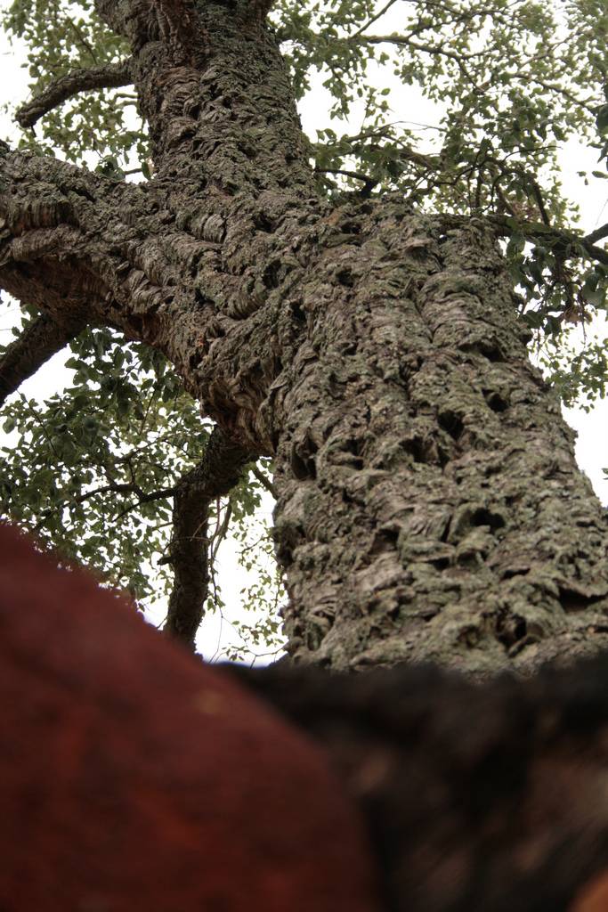 Бархат амурский или пробковое дерево