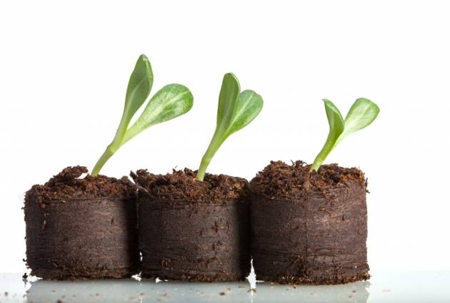 Как вырастить рассаду в торфяных таблетках – пошаговый мастер-класс с фото