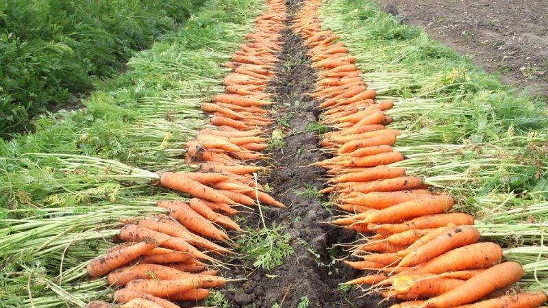 Когда сажать морковь в открытый грунт, как ухаживать, чтобы получить ровные и вкусные корнеплоды