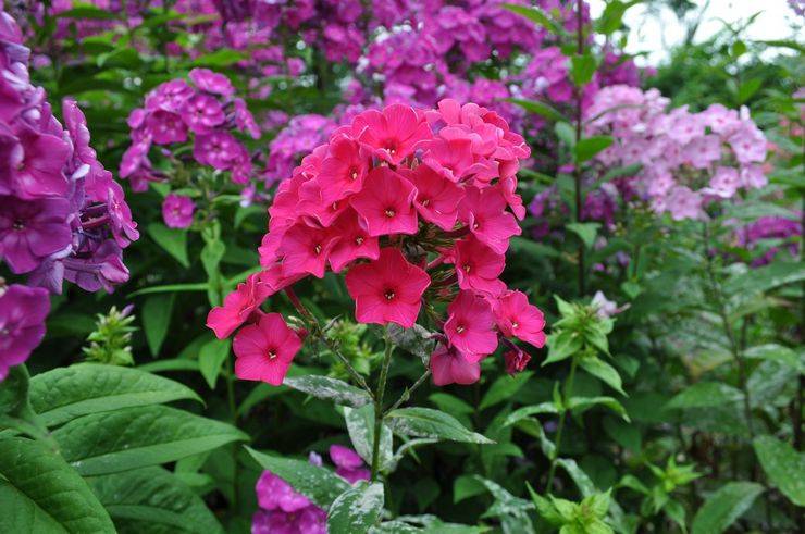 Поздно цветущие флоксы – осеннее украшение вашего сада
