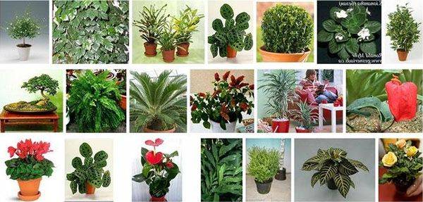 Тенелюбивые комнатные растения: богатый выбор цветоводов