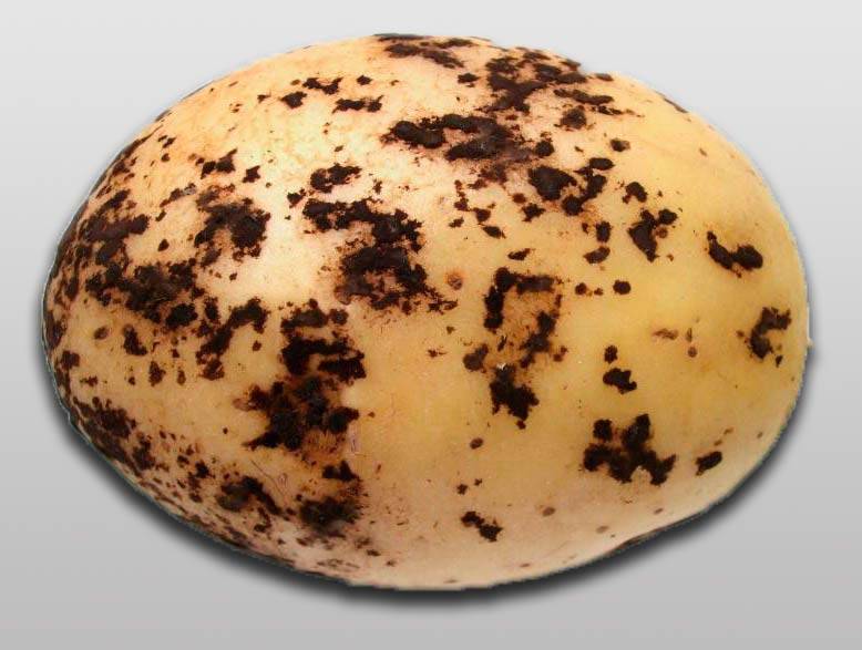Как бороться с ризоктониозом (черная парша) картофеля