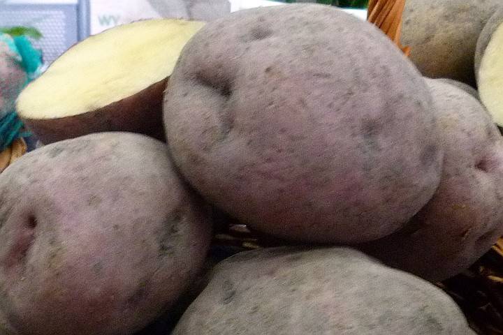 Картофель: два урожая за один сезон в сибири