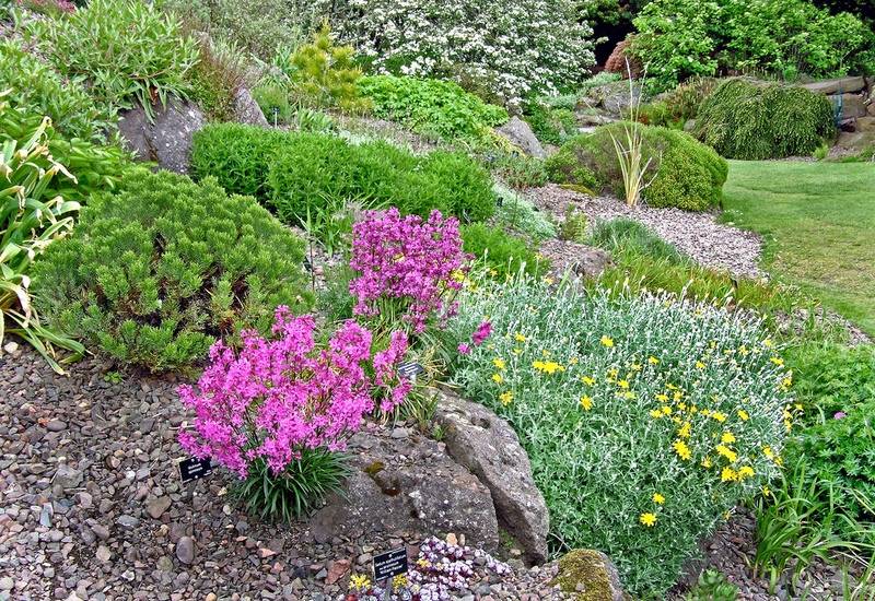 Почвопокровные многолетние цветы для вашего сада
