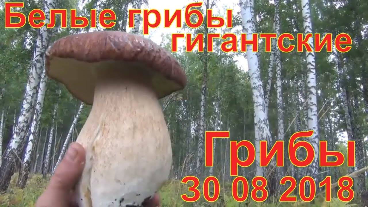 Семена белых грибов из китая, цена, видео