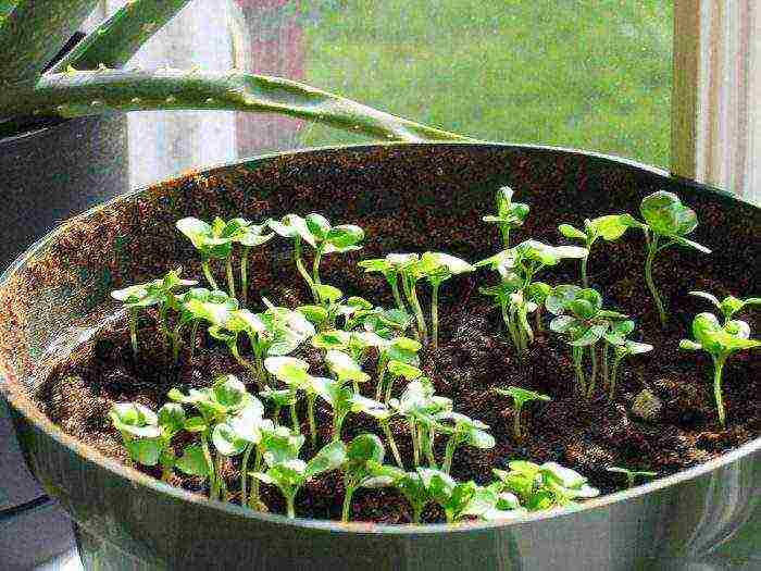 Как выращивать базилик из семян на рассаду дома