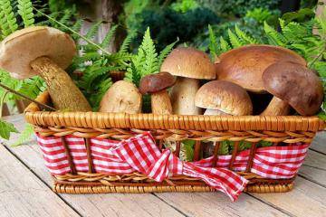 Грибы на зиму в банках. 3 простых и вкусных рецепта маринованных грибов