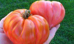Выращивание помидор медовая капля: посадка и правильный уход