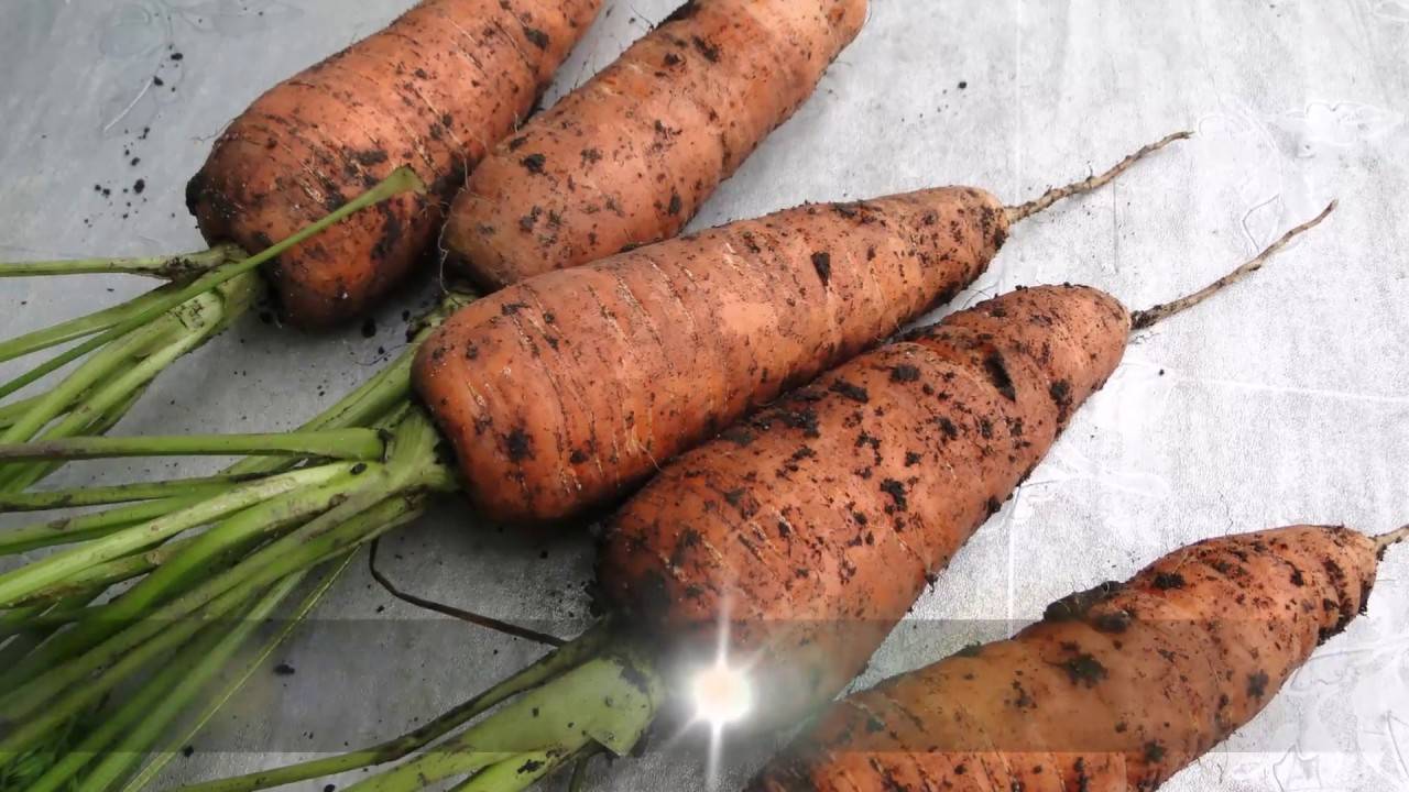 Технология, особенности посадки и выращивания моркови в открытом грунте: пошаговая агротехника