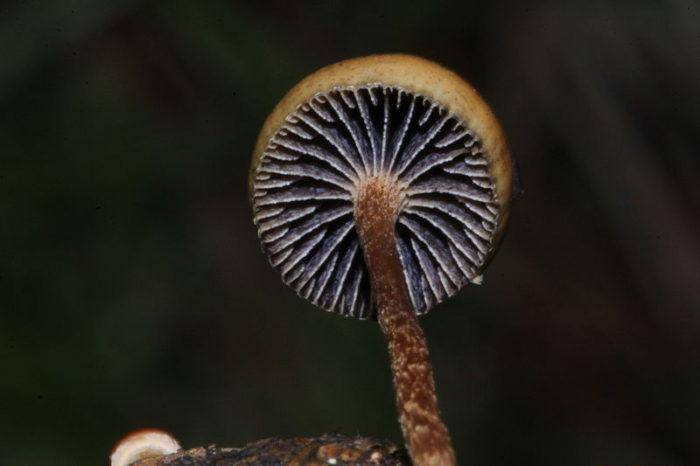 Псилоцибиновые грибы — полноценный наркотик, подаренный природой