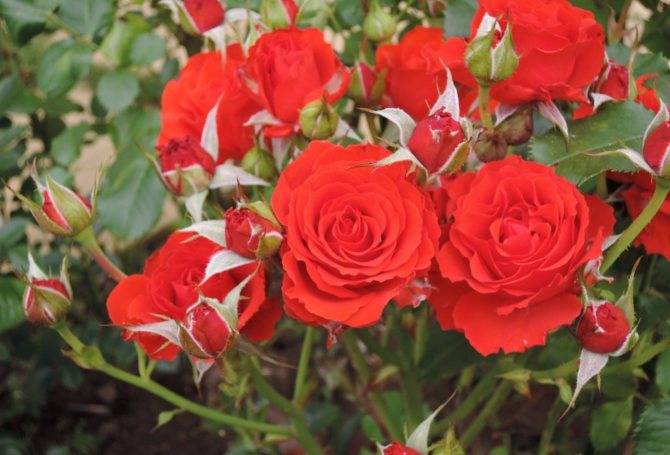 Преимущества и недостатки полиантовых роз, особенности выращивания