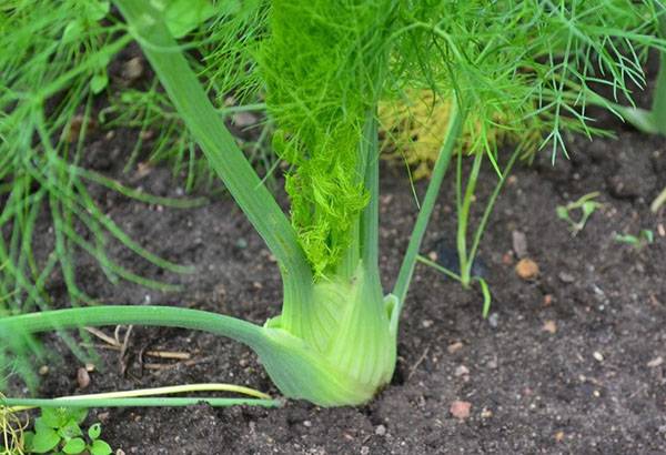 Как выращивать фенхель в открытом грунте: уход и лайфхаки садоводов