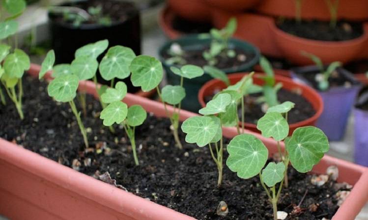 Капуцин или настурция: выращивание из семян, когда сажать декоративное растение и как за ним ухаживать