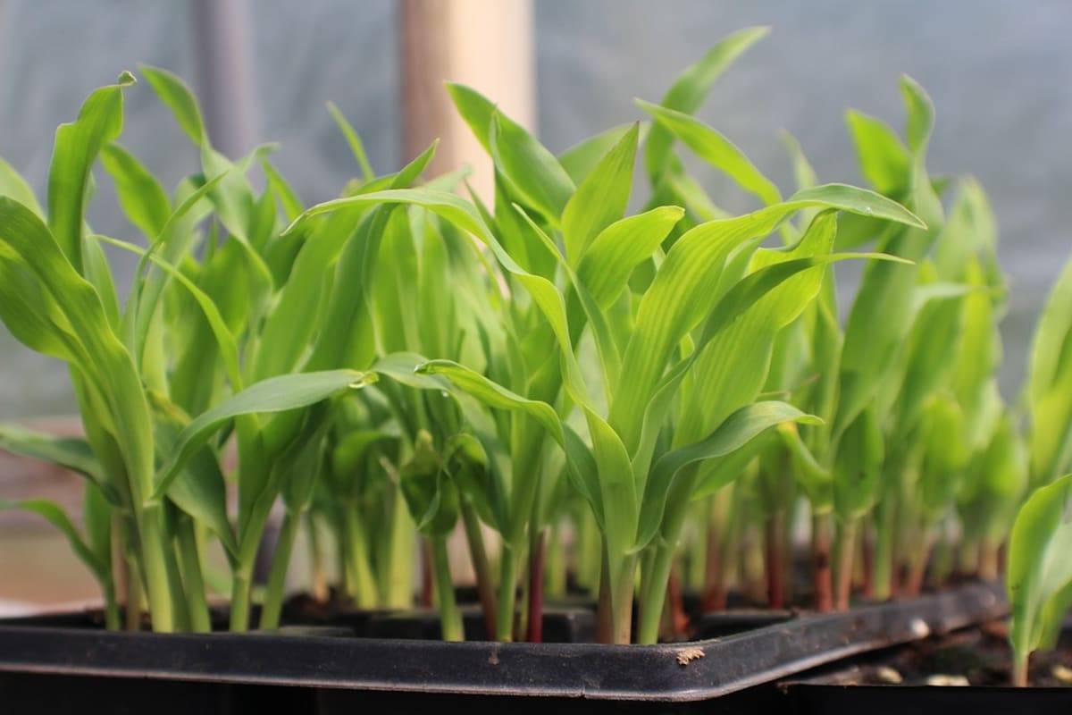 Как вырастить хорошую рассаду белокочанной капусты в домашних условиях: способы и приёмы