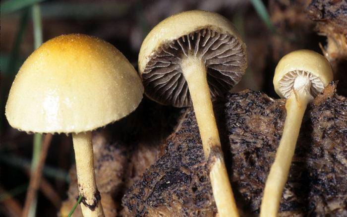Мицена чистая – редкий галлюциногенный гриб