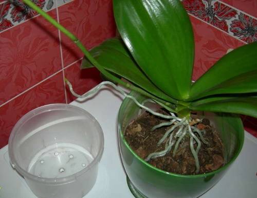 Когда пересаживать орхидею фаленопсис и как это делать, видео