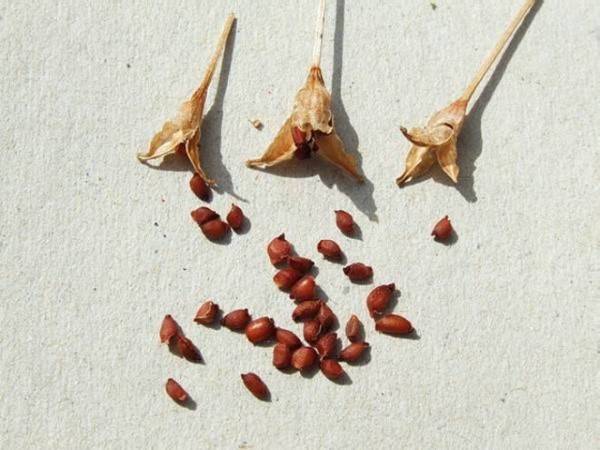 Выращивание крокусов из семян — занятие для цветоводов-любителей