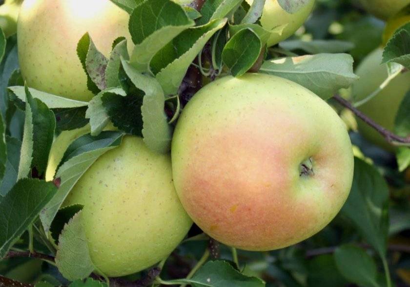 Моченые яблоки на зиму в банках — 6 рецептов в домашних условиях