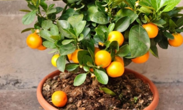 Как посадить мандарин в горшке и ухаживать за ним в домашних условиях
