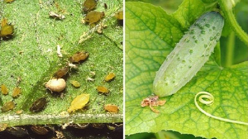 Тля на огурцах снизу листьев как бороться: 5 правил сохранения здорового растения