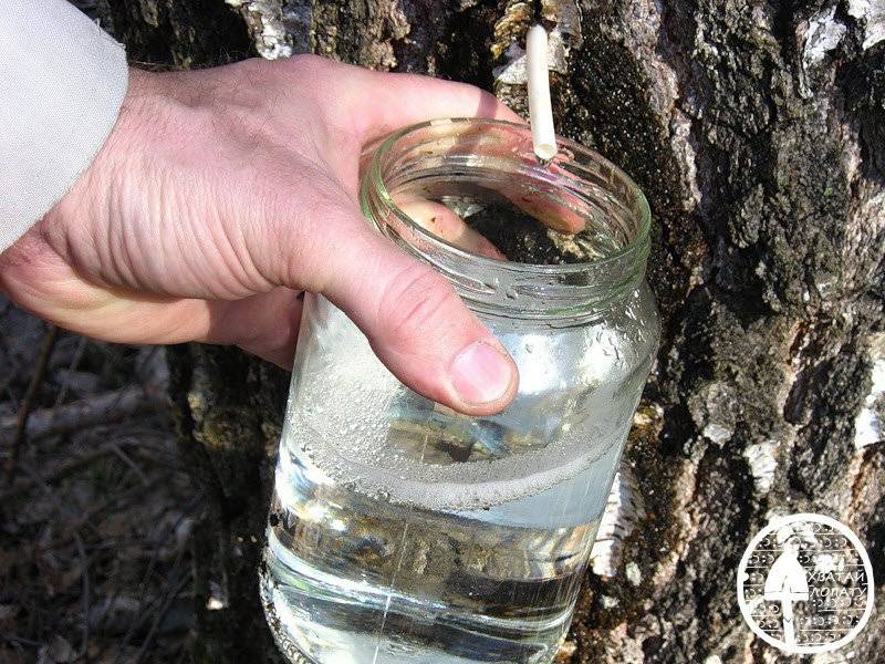 «я в весеннем лесу пил березовый сок»: когда собирать березовый сок и как правильно это делать?