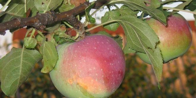 10 лучших сортов яблони для ленинградской области