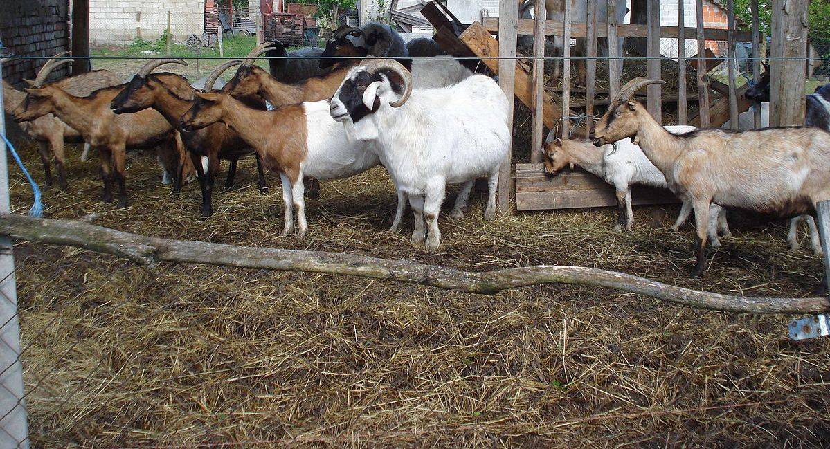 Содержание и кормление коз в домашних условиях