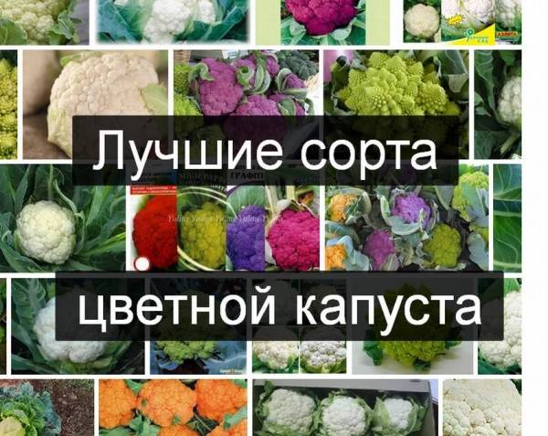 Посадка цветной капусты в 2020 году: сроки посева, выращивание и уход