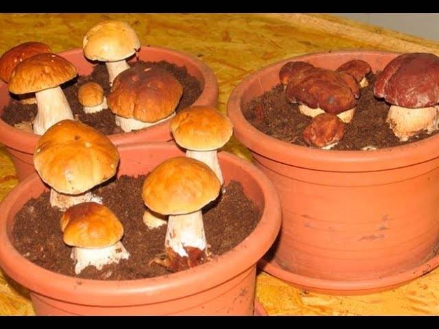 Семена белых грибов, присланные из Китая
