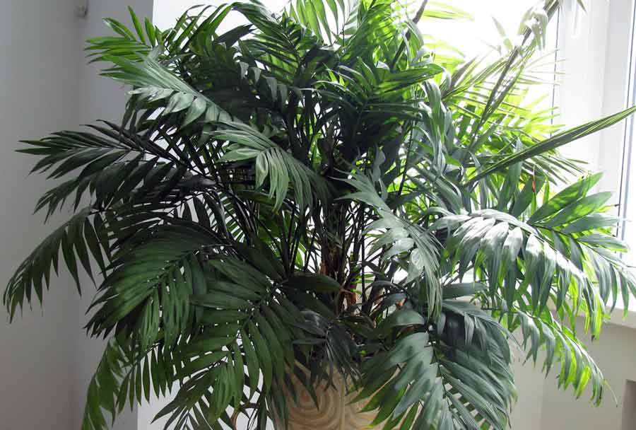 Хамедорея – бамбуковая пальма