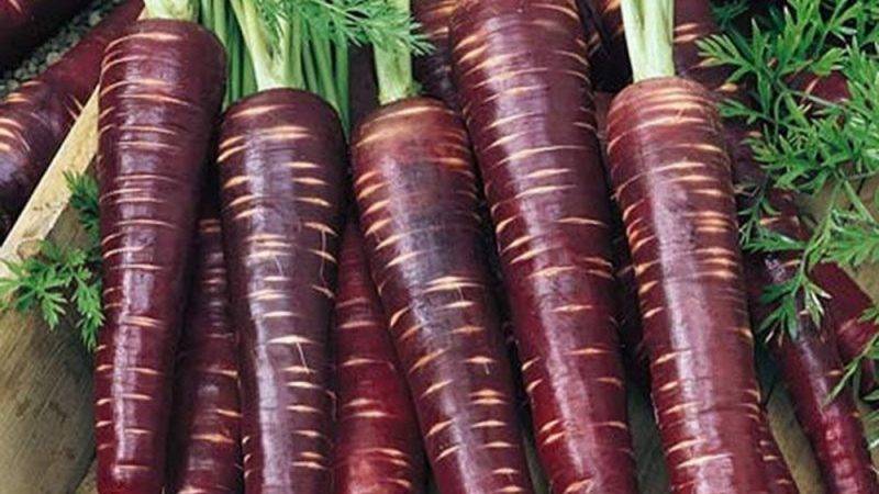 Самые интересные факты про морковь