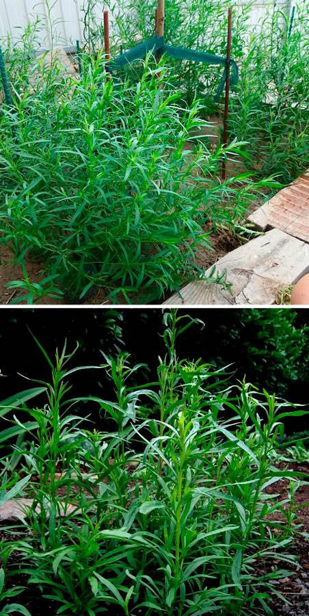 Особенности выращивания тархуна — где посадить на участке и дома, какую выбрать почву?