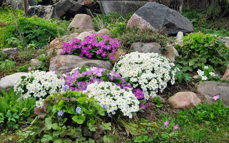 Секреты и рекомендации по устройству альпийской горки в своем саду