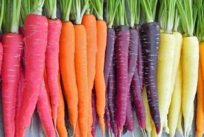 Обзор лучших сортов моркови с фотографиями