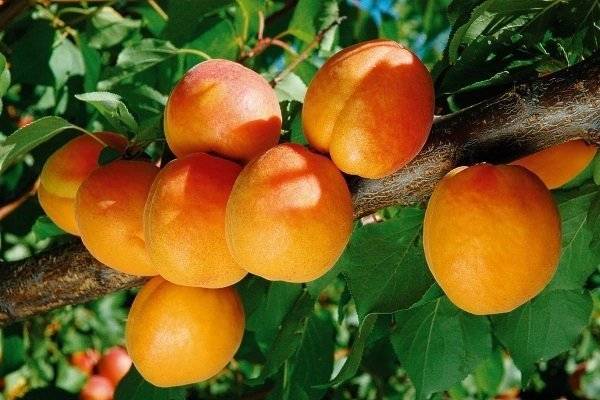 Обзор сорта абрикоса триумф северный
