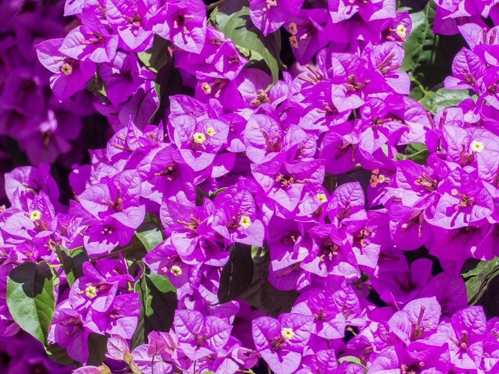 Бугенвиллия: все о посадке и размножении, уходе за цветком в домашних условиях