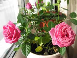 Комнатная роза: правила ухода, пересадки и размножения в домашних условиях