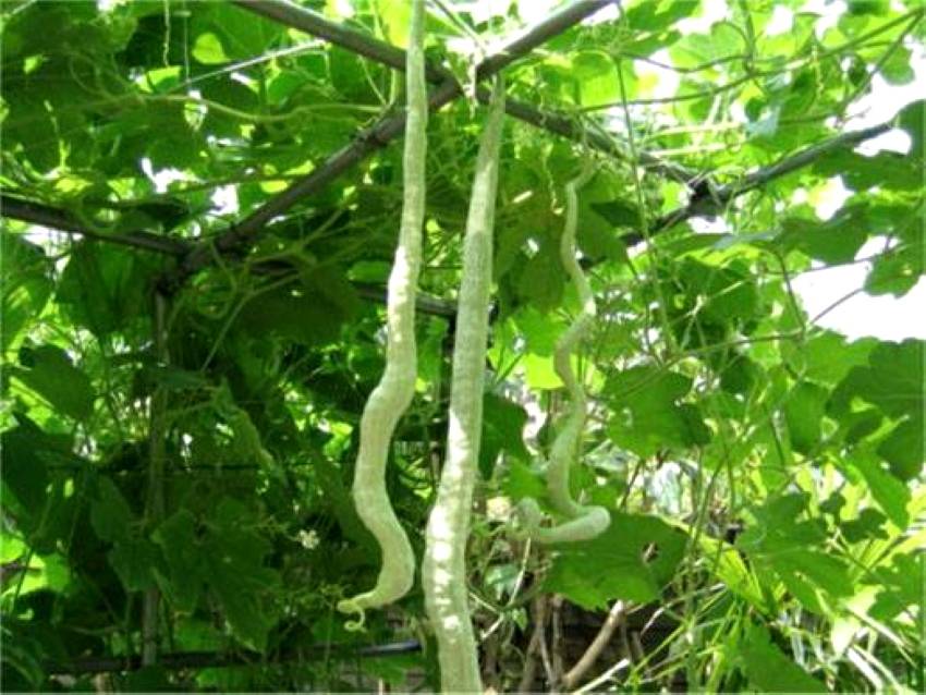 Дыни в сибири: сорта и особенности выращивания