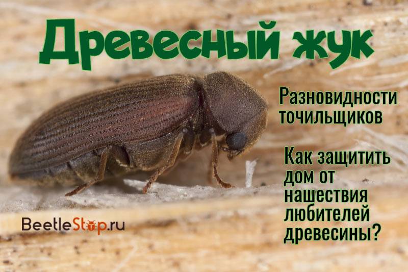 Борьба с жуком точильщиком в деревянном доме