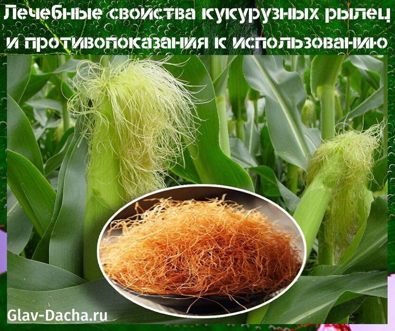 Лечебные свойства кукурузных рыльцев