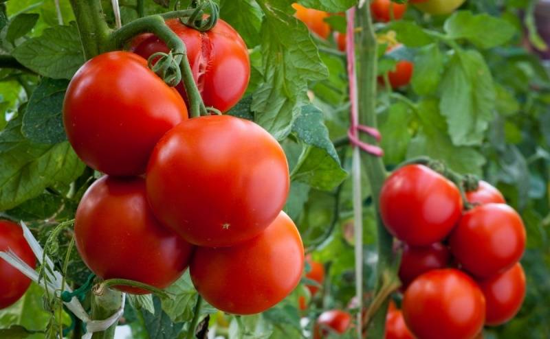 Сорта томатов устойчивые к фитофторе: топ-20