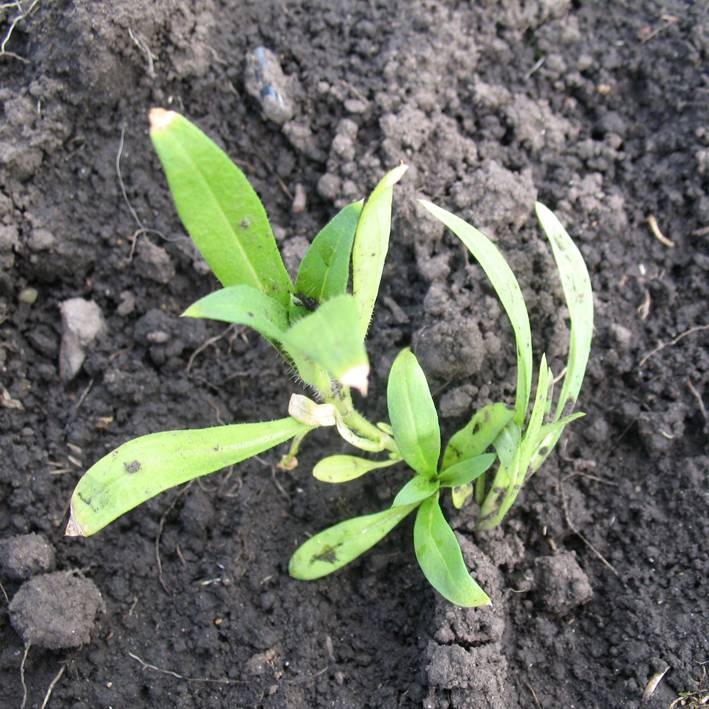 Выращивание однолетних флоксов друммонда из семян: посадка и уход