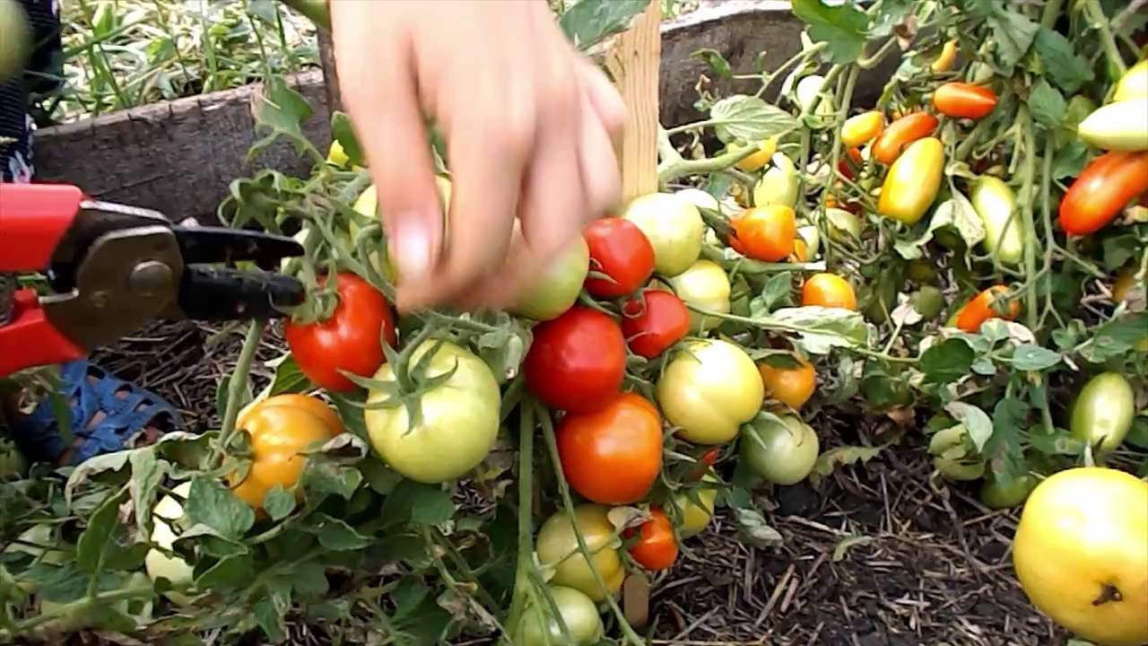 Устойчивый и ранний томат катя. характеристики гибрида и агротехника