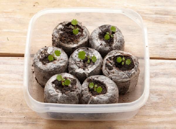 Как посадить клубнику семенами на рассаду