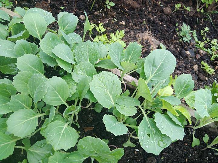 Выращивание рассады капусты в домашних условиях: когда сажать по лунному календарю
