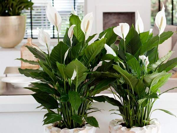 Почему не цветет спатифиллум в домашних условиях
